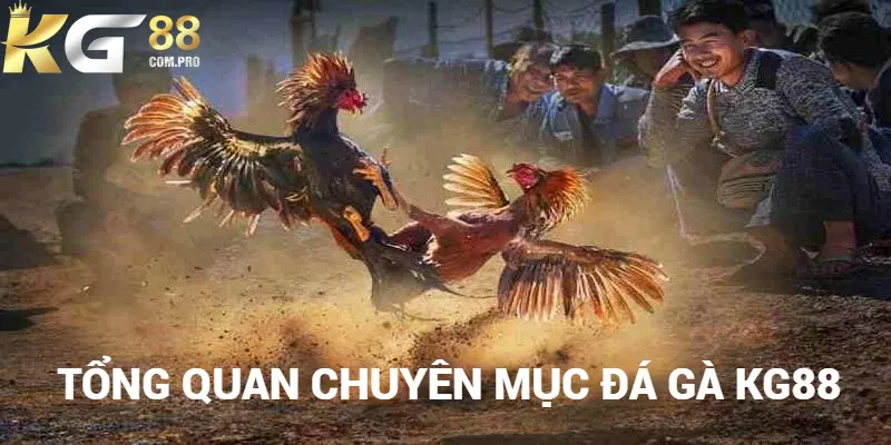 Giới thiệu đôi nét về chuyên mục đá gà KG88 hấp dẫn hiện nay