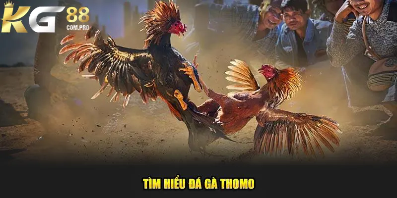 Giới thiệu nhanh về hình thức đá gà Thomo