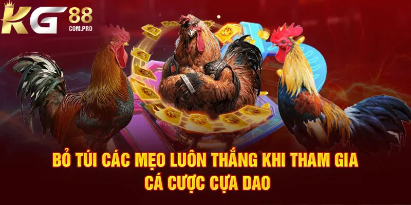 Kinh nghiệm để thắng lợi khi tham gia giải trí với đá gà cựa dao